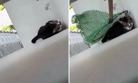 Watch this heart-stopping video of man rescuing cat stranded 21 floors up on HDB flat ledge