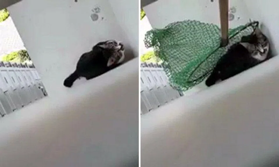Watch this heart-stopping video of man rescuing cat stranded 21 floors up on HDB flat ledge