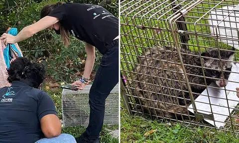Civets invading Bedok homes: Resident found one hiding in his cabinet