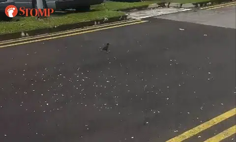 bird feeding in tampines