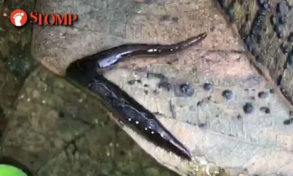 What is this headless slimy creature found at Jln Bukit Merah?