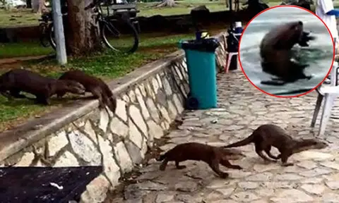 Otters raid fishing pond at Pasir Ris Park -- and eat up to $500 worth of fish a night