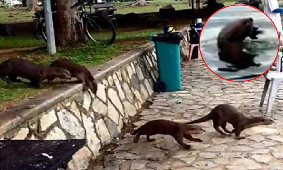 Otters raid fishing pond at Pasir Ris Park -- and eat up to $500 worth of fish a night