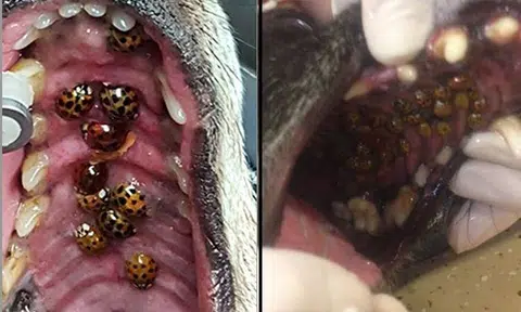 Vet opens dog's mouth to find ladybug infestation inside
