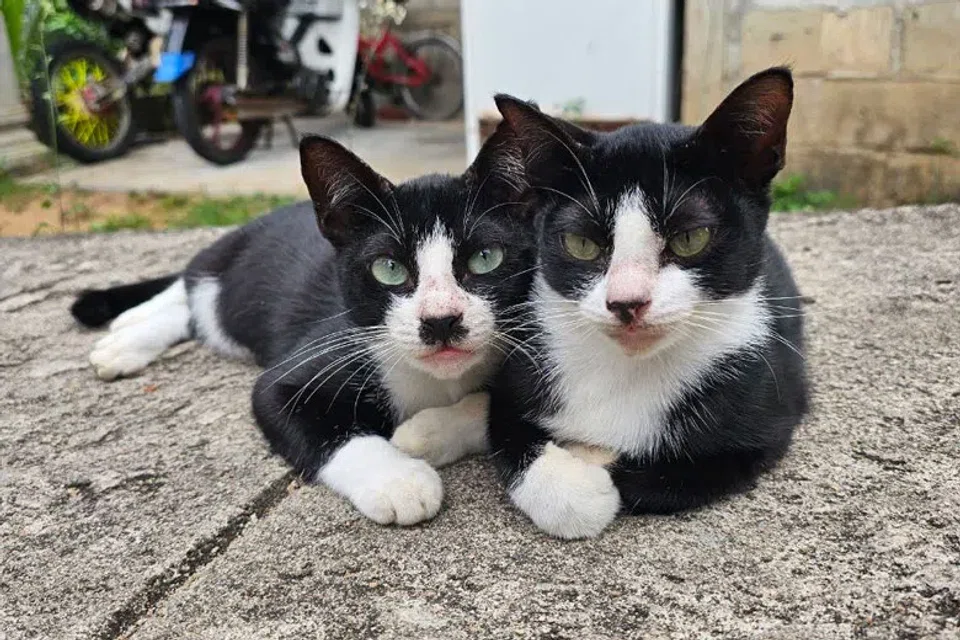 A cat house for a Jurong West community cat vanished overnight, leaving its caregiver disheartened.