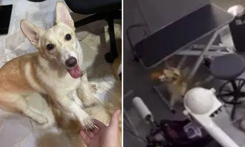 Woman charged for causing unnecessary pain and suffering to dog hanged to death by leash in pet salon