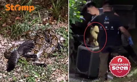 Python strangles and eats cat in front of crowd near Eunos MRT station, 'rescued from location' by Acres