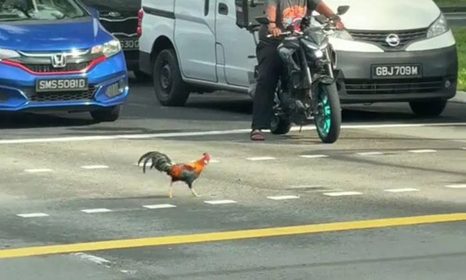 We should all be like this rooster obeying traffic rules: Stomper