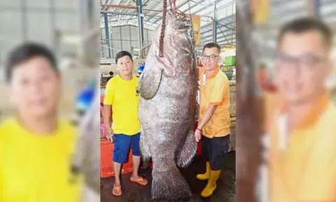 Gigantic grouper caught and sold for $2,560 in Malaysia, to end up as fish bee hoon soup