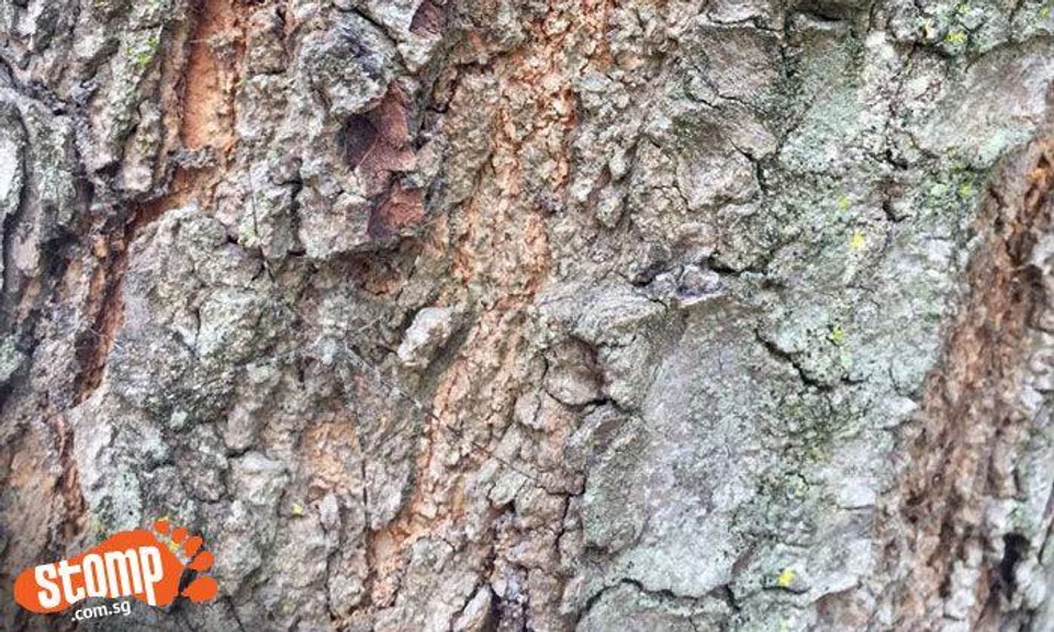 Can you spot the creature camouflaged on tree bark at Buangkok?