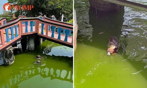 Otters hunt and feast on fish at Haw Par Villa