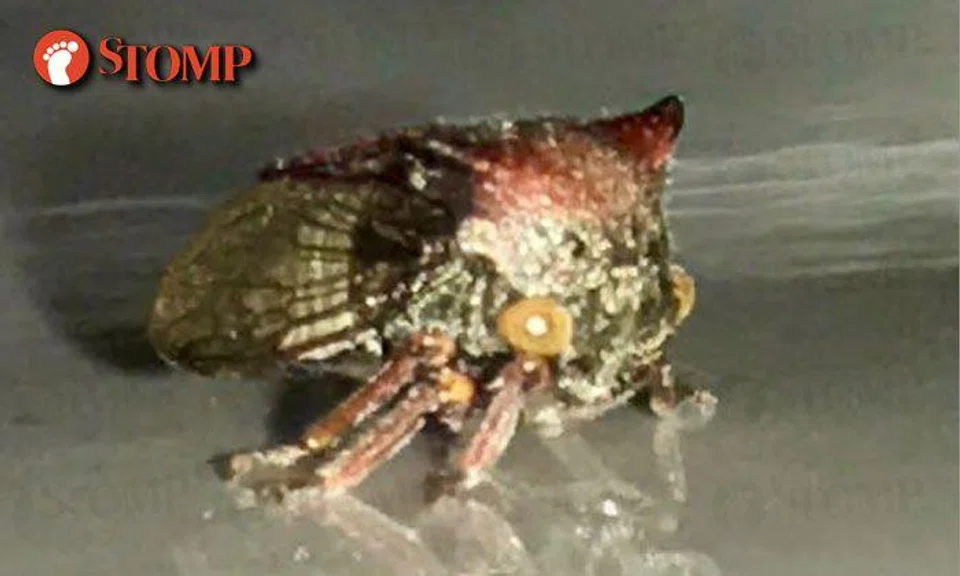 What is this freaky creature spotted at City Hall MRT Station?
