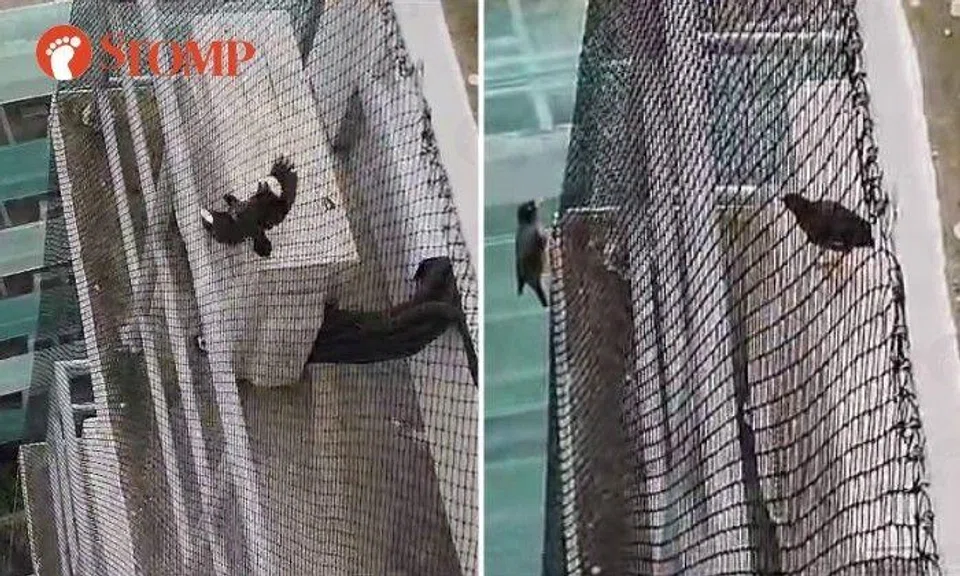 A Stomper shared a video of a pigeon stuck on an air-conditioner ledge under the netting unable to find its way out. Another pigeon outside the net appeared to "visit" the feathered prisoner.