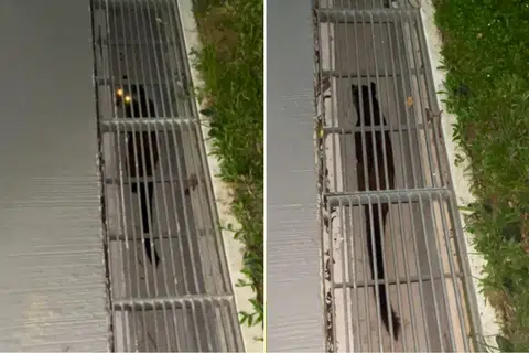A civet cat was spotted by a Redditor in a drain.