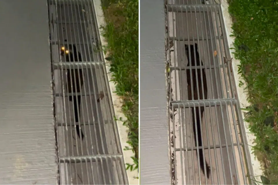 A civet cat was spotted by a Redditor in a drain.