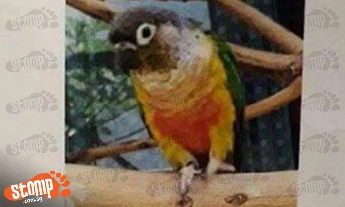 Have you seen this parrot? It flew off from Meragi Rd after getting ...