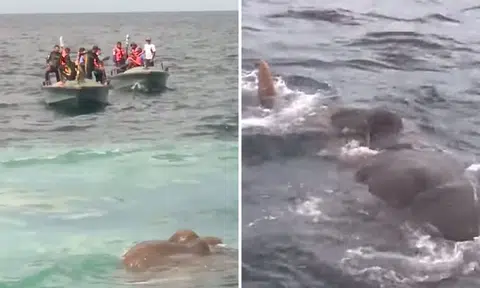 Sri Lankan boat sails 16km off coast, finds swimming elephant