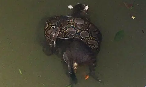 This cat had no chance against python in Jalan Berseh canal 