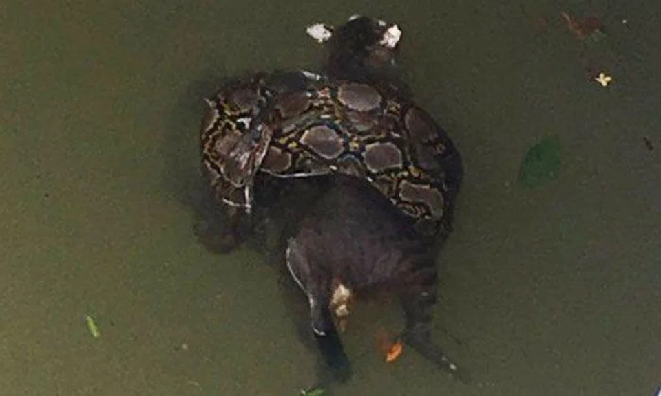 This cat had no chance against python in Jalan Berseh canal 