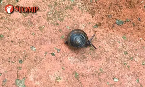 Pyramid-like snails and shrimp-like bugs emerge from brick wall after rain at Woodlands