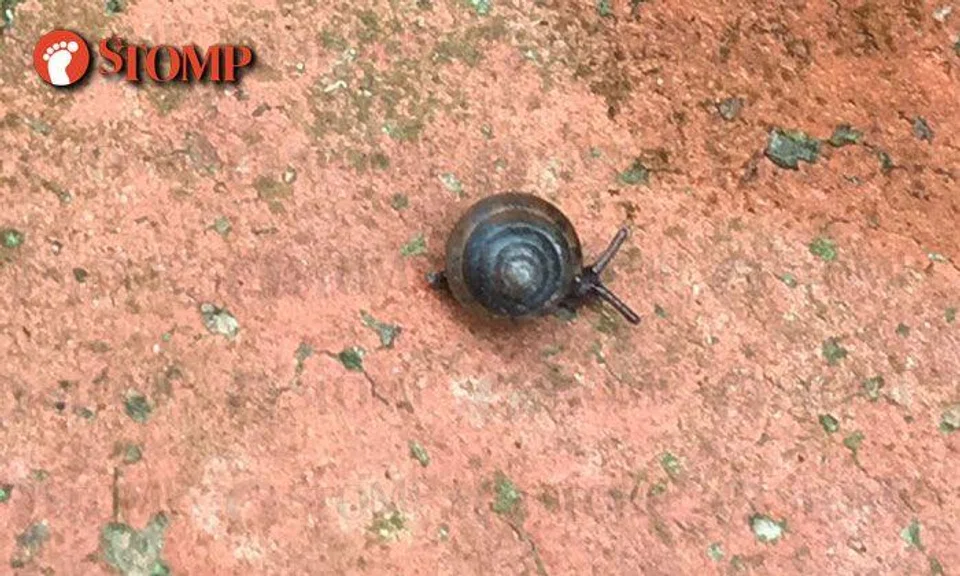 Pyramid-like snails and shrimp-like bugs emerge from brick wall after rain at Woodlands
