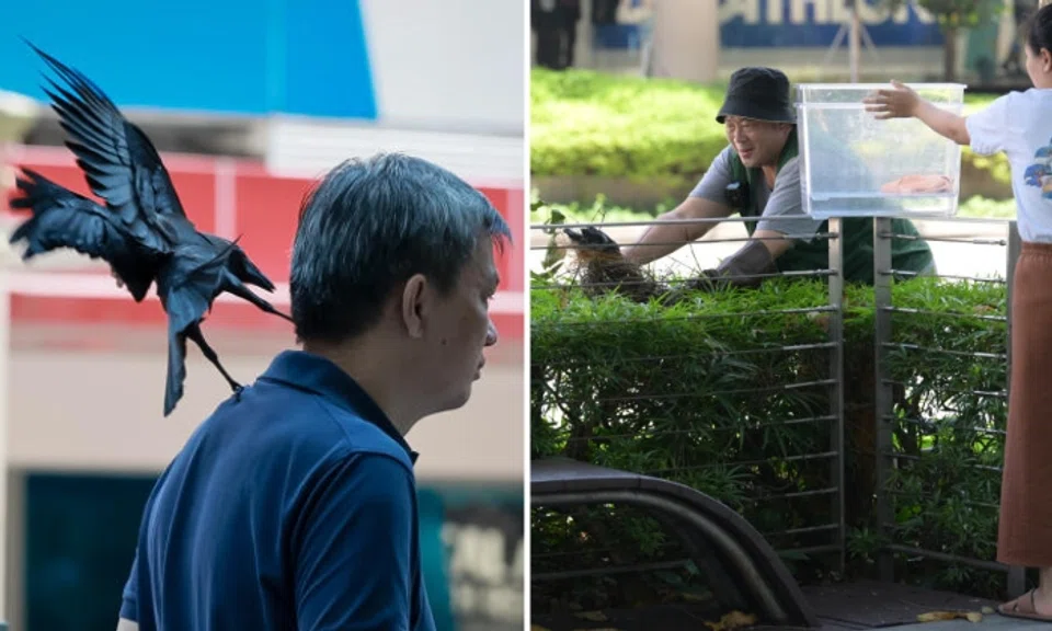 Following a spate of recent attacks by at least two crows outside the Orchard Central mall, the National Parks Board (NParks) has continued to remove nests and young birds in the vicinity. Photos: The Straits Times