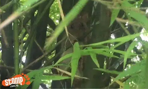 Can you identify this cute furball spotted at bamboo grove in West Coast Park?
