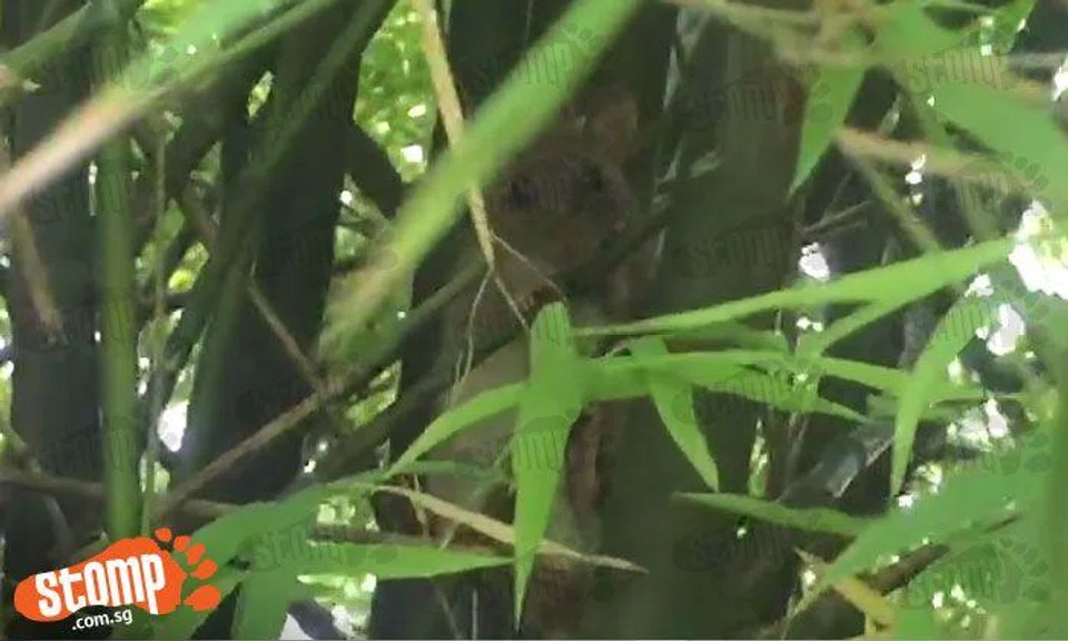 Can you identify this cute furball spotted at bamboo grove in West Coast Park?