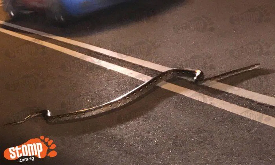 Large python at Tanglin Halt tries to attack motorist -- who makes a quick escape