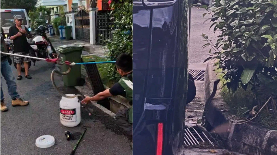 NParks also advised members of the public who encounter a snake to stay calm and back away slowly, giving the animal space to retreat.