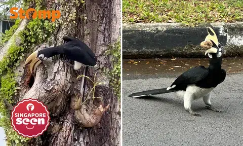 Awww! Hornbill feeding baby draws crowd at Tanglin Halt