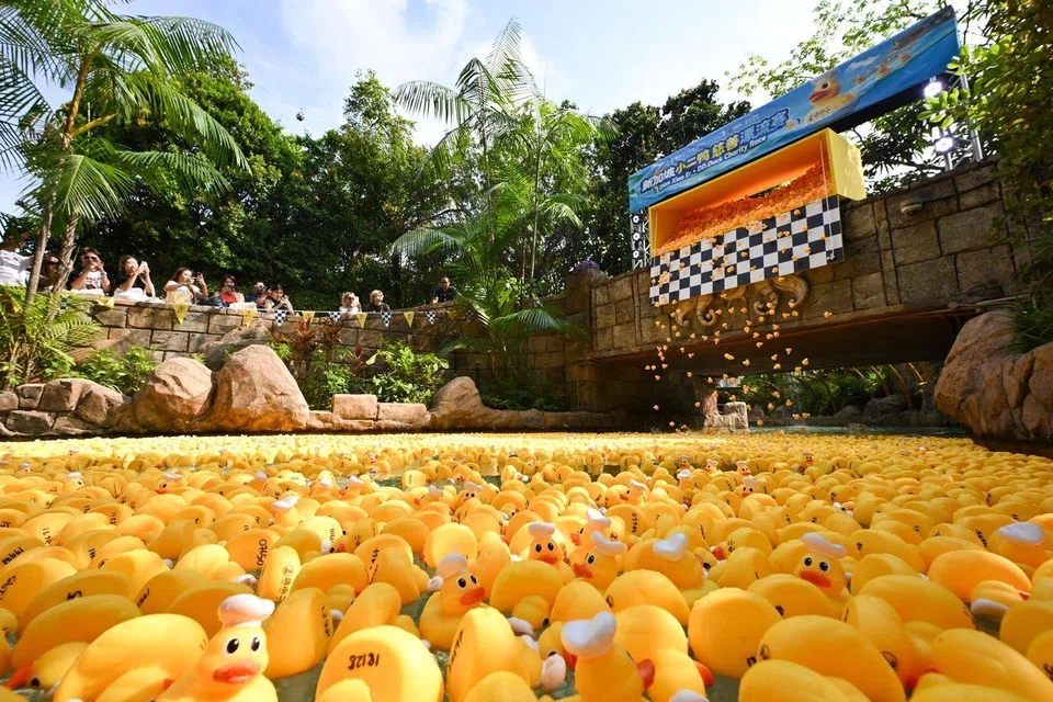 DD.Ducks released at the start point. 