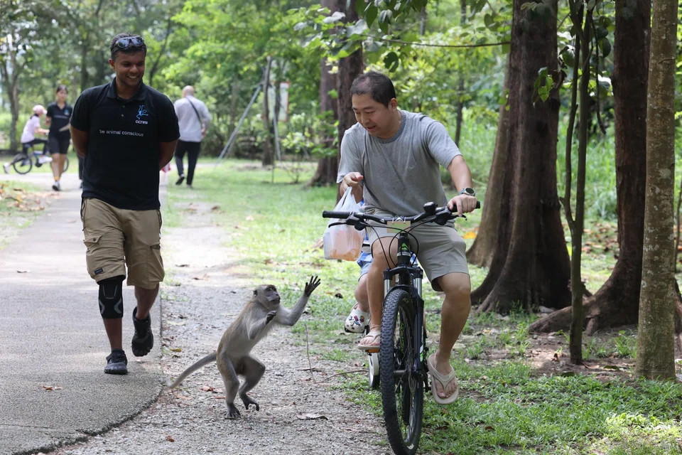 A monkey trying to snatch a plastic bag from a cyclist on Coney Island on March 30. Acres’ chief executive Kalaivanan Balakrishnan (left) was there as part of an outreach event conducted by Acres and the Jane Goodall Institute (Singapore).