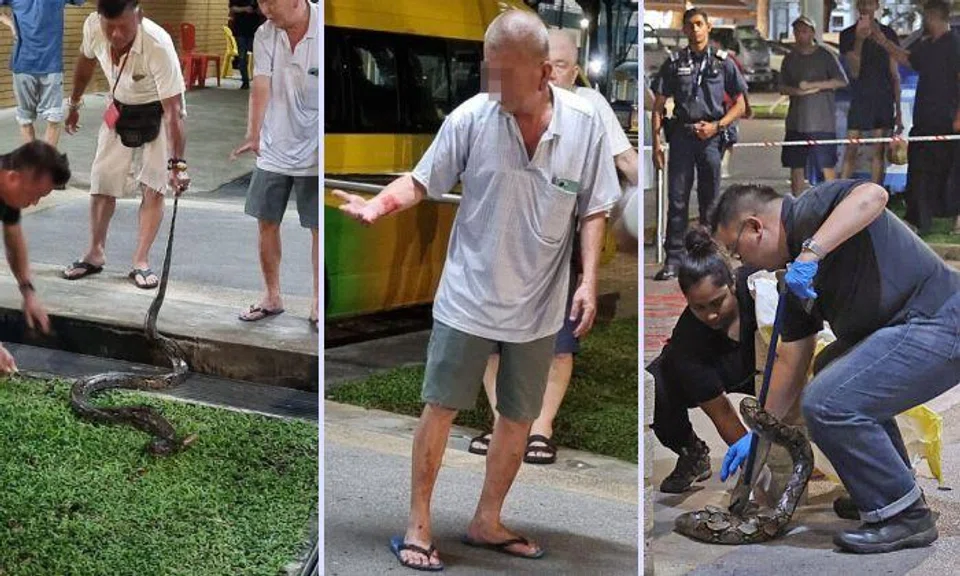 After the snake was caught, a man said to be in his 60s reached out to touch it and was bitten on the hand.