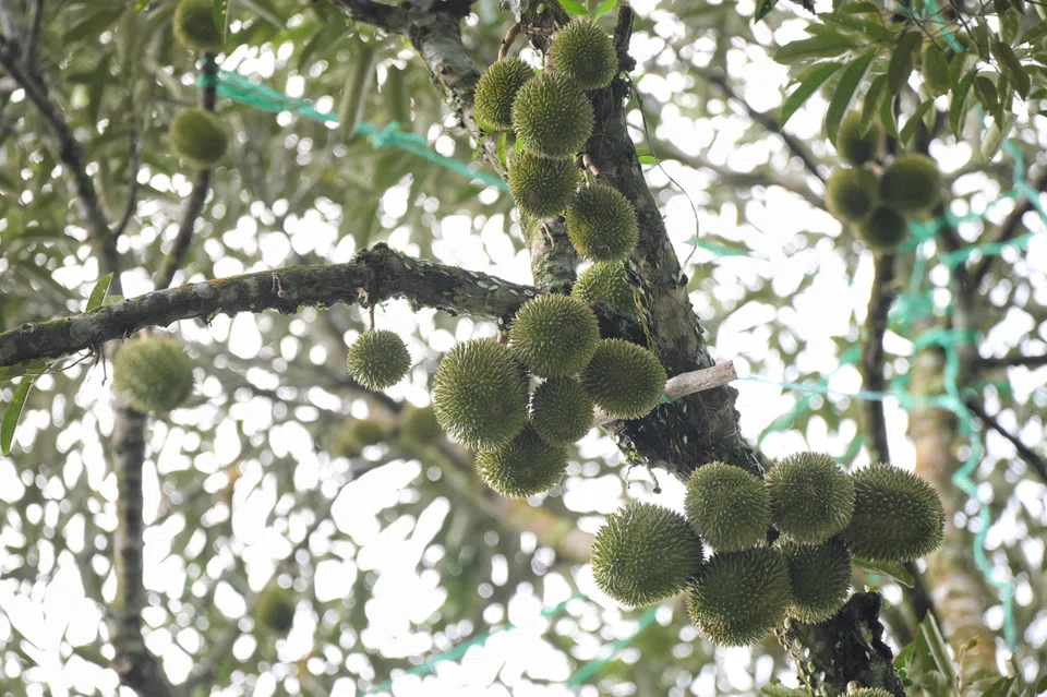 Fruit on a durian tree at VS Farms in Bekok, Johor, in early June.