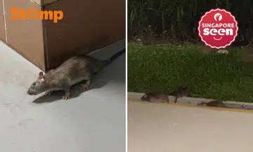 Rodent infestation in Eunos: Residents raise concerns