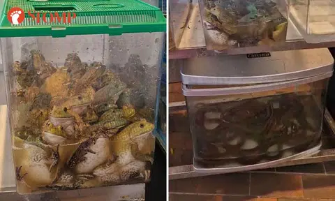 Woman sees frogs and eels cramped in tanks outside Jalan Besar restaurant, calls for end to their 'suffering'