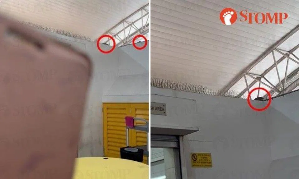 A Stomper shared a video of the rodents on Oct 4.