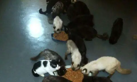 45 cats a bit too many for a family of 3?