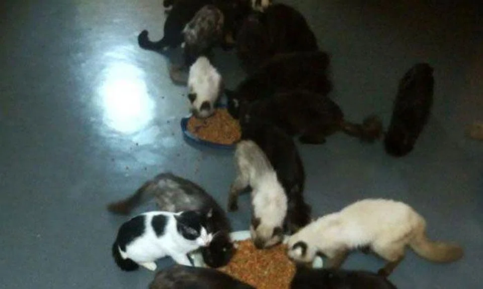 45 cats a bit too many for a family of 3?