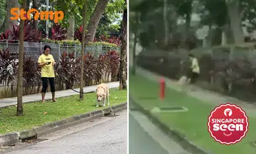 Woman 'shows no remorse' after Stomper confronts her for kicking golden retriever in Tanah Merah
