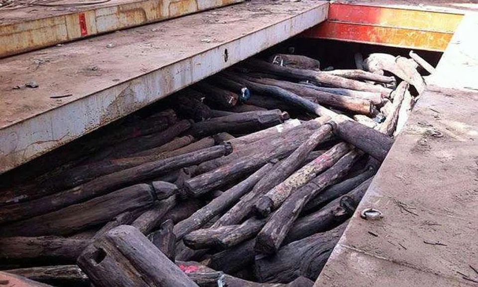The rosewood logs seized in March 2014 were worth $70 million. The logs were imported by Singaporean Wong Wee Keong and his firm Kong Hoo from Madagascar without a permit. PHOTO: AVA