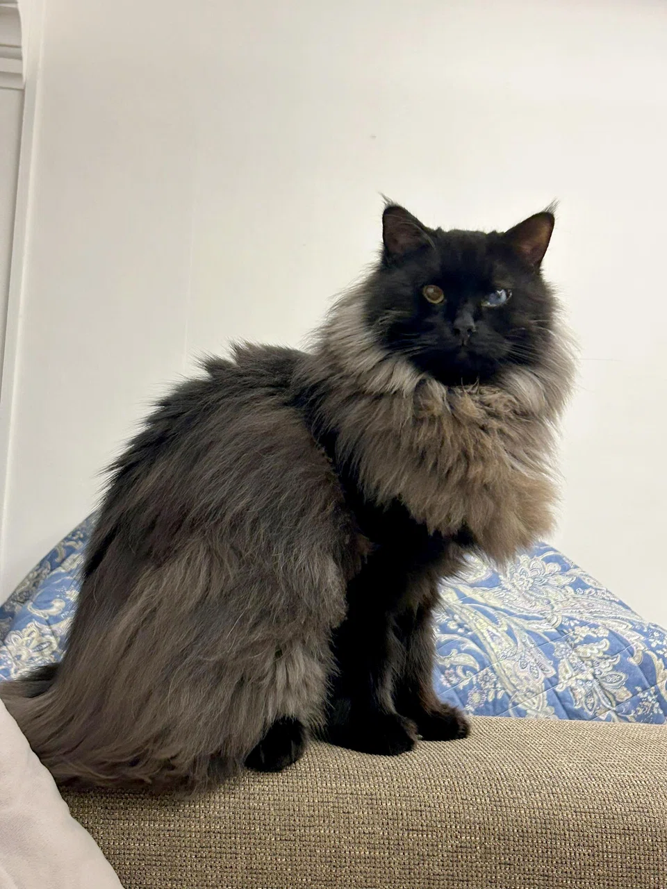 Zen is a partially blind Maine Coon. 