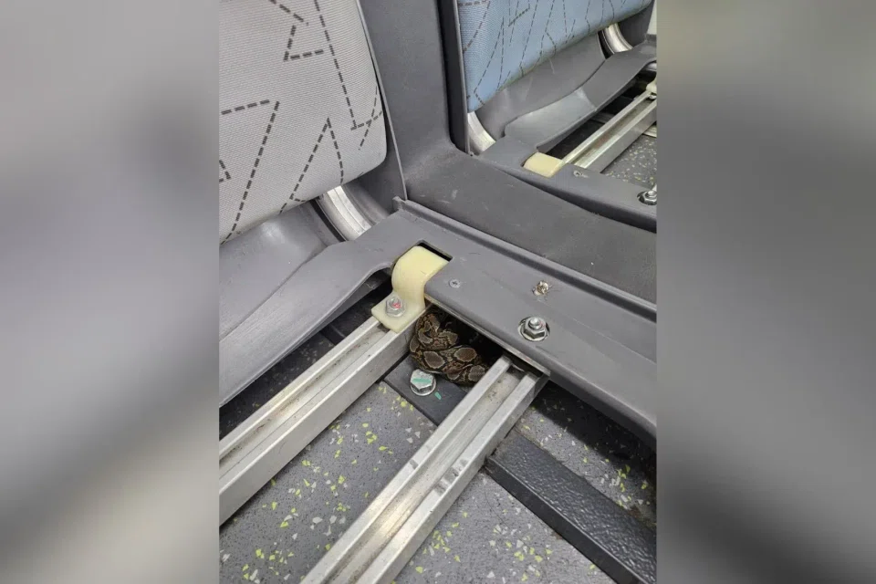 The juvenile python was found coiled up under a seat at the back of the bus on Oct 22.