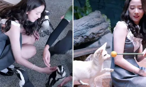 Blackpink's Jisoo films MV at Mandai Wildlife Reserve, gushes over penguins and foxes