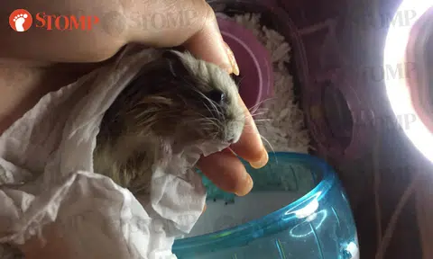 AVS 'concerned' about hamsters and fancy rats abandoned in Sengkang, investigations ongoing