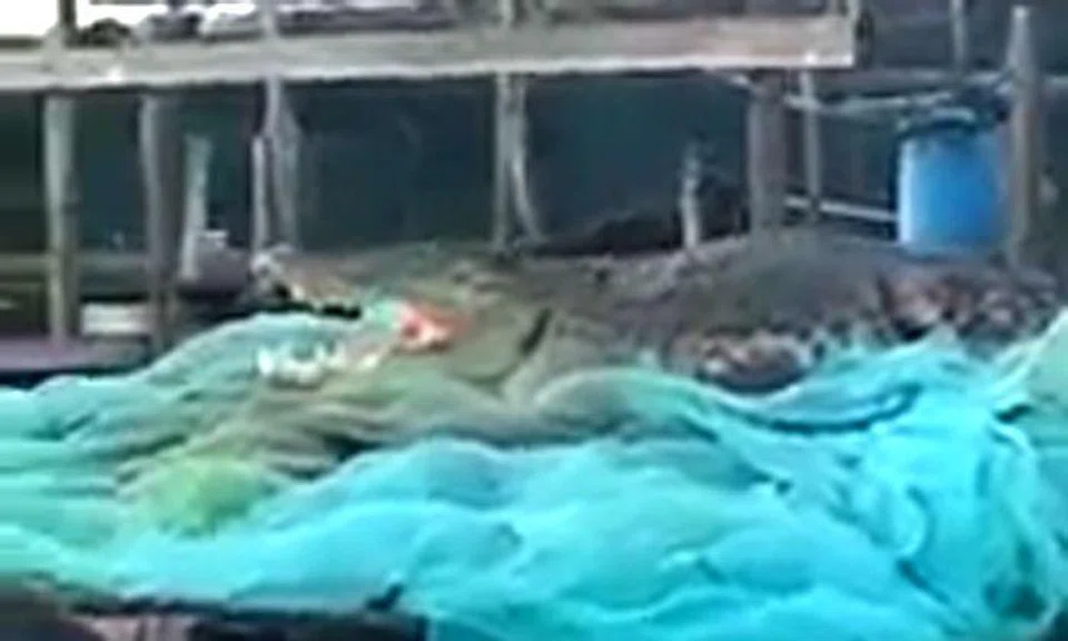 Yes this crocodile was at Lim Chu Kang -- but the video was uploaded over a year ago