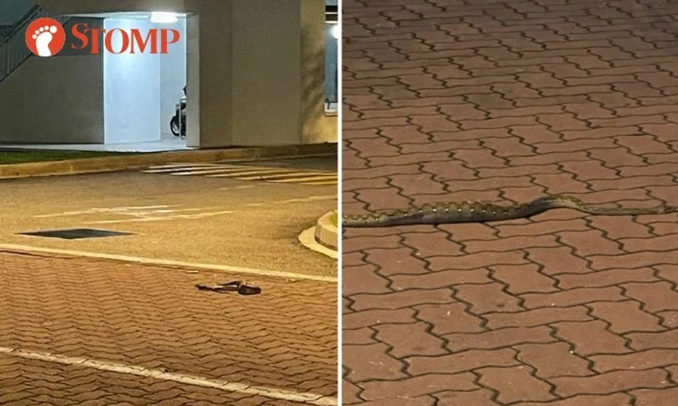 Stromper Kayla shared photos of the reptile slithering between Block 510B and Block 512 Wellington Circle.
