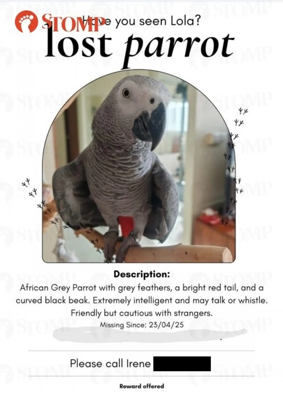 Poster of lost African grey parrot