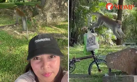 Monkeys photobomb woman, spot check her bag at Labrador Nature Park